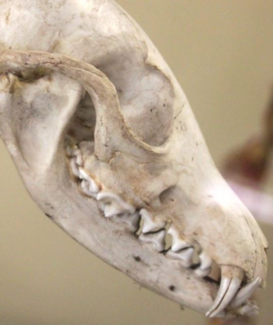 GiocoVisita museale inclusiva - Crani fantastici e come toccarli