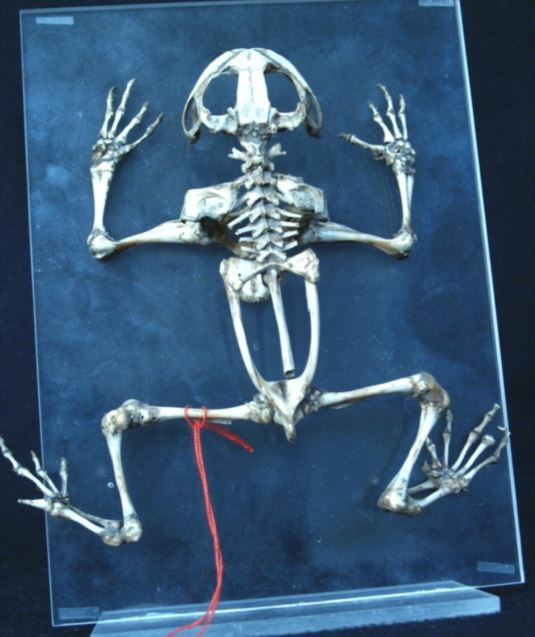 Crani fantastici e come toccarli - GiocoVisita museale inclusiva